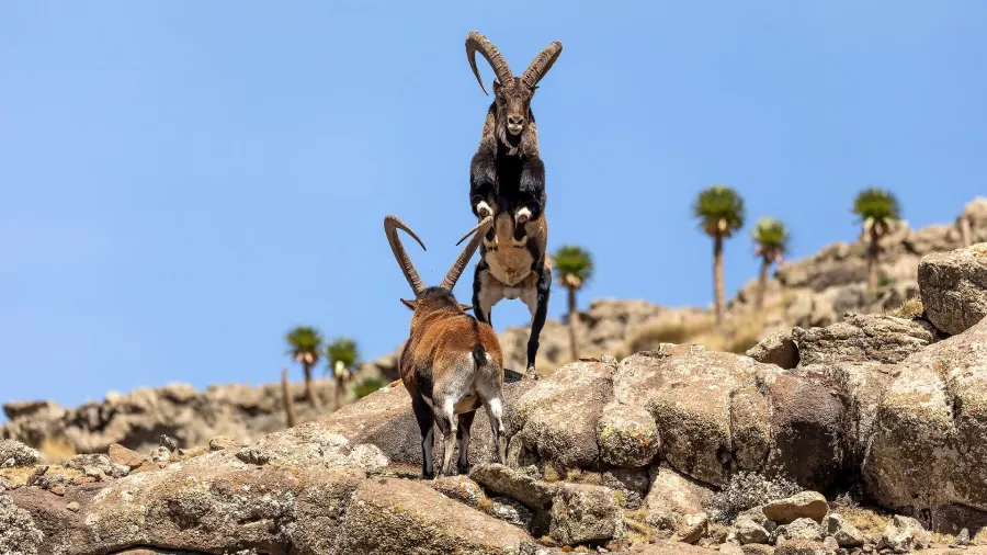 Ethiopia safari — Simien Mountains and endemic wildlife