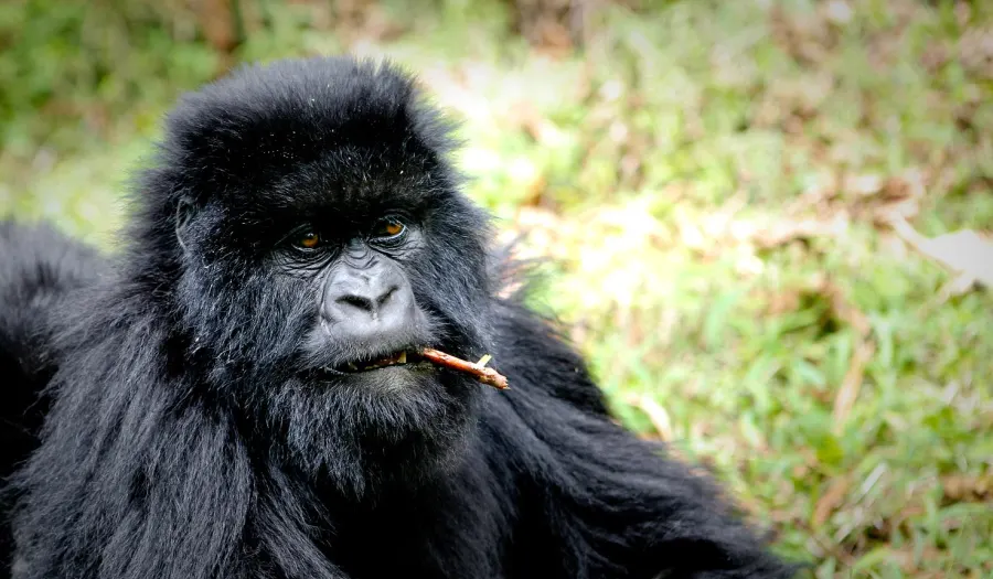 Rwanda gorilla trekking — mountain gorilla encounters