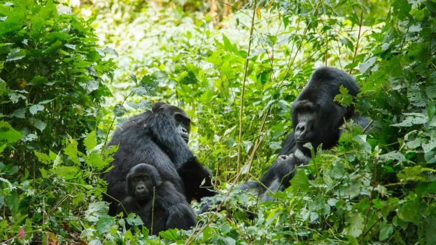 Uganda safari — primates and wildlife