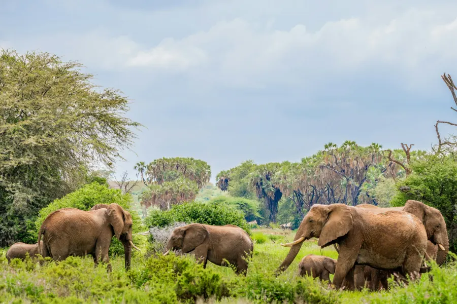 Big Five wildlife encounters in Kenya