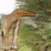 African Trails Expeditions, Nairobi National Park Blog