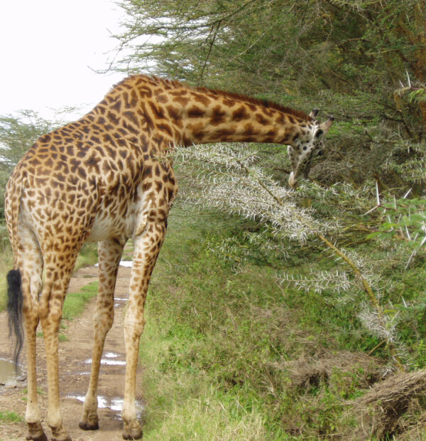 NAIROBI NATIONAL PARK