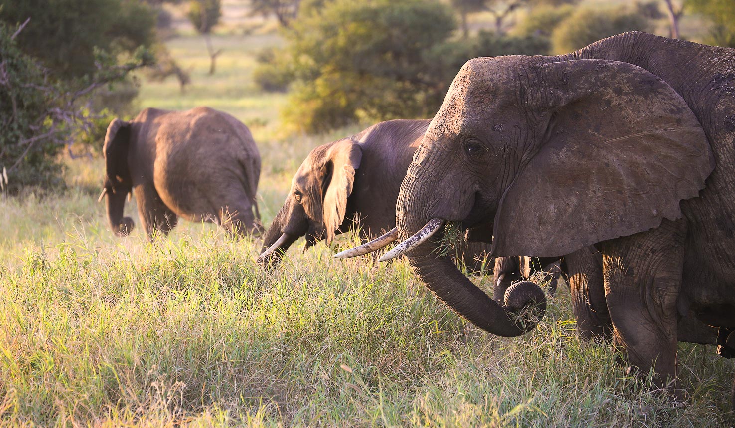 Spotting elephants in Tarangire on an Luxury African Safari