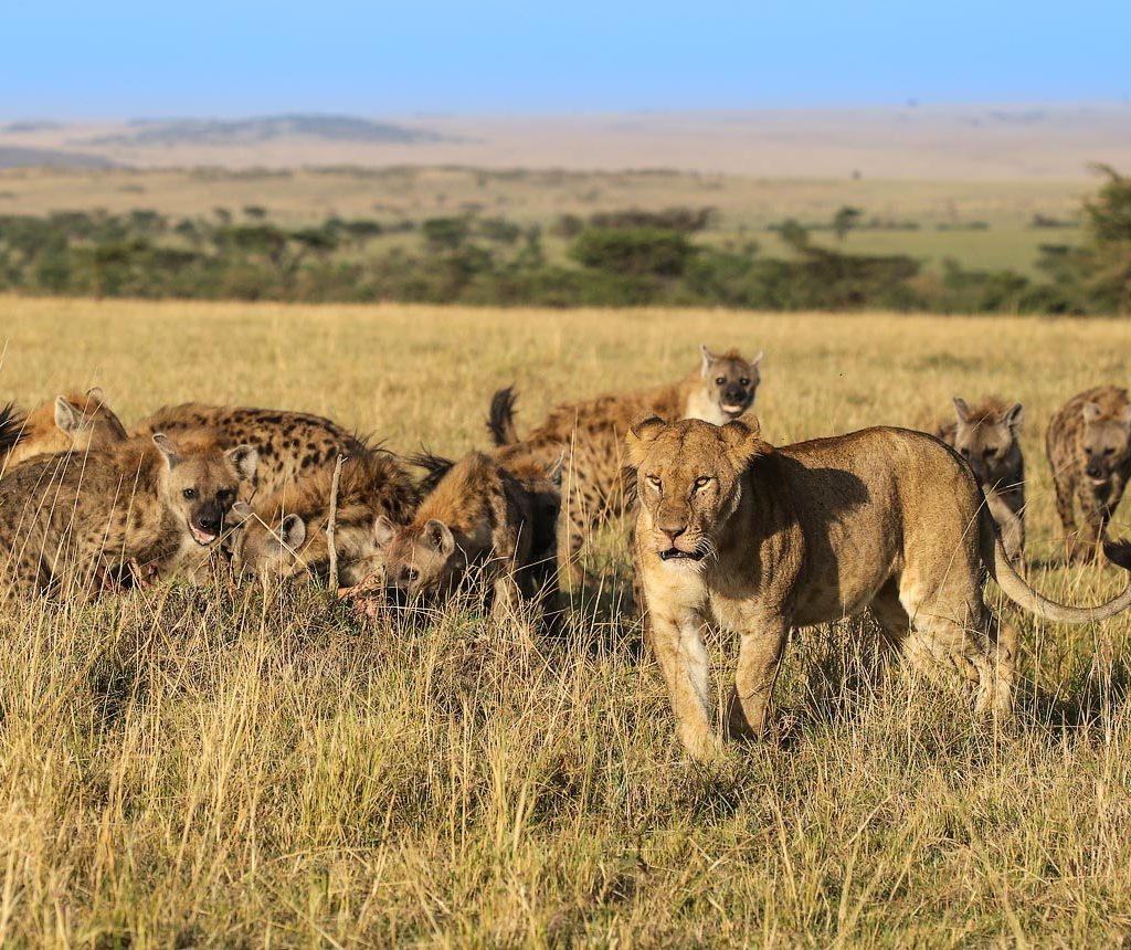 Spotting wildlife in Masai Mara