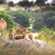 A pride of lions in Serengeti