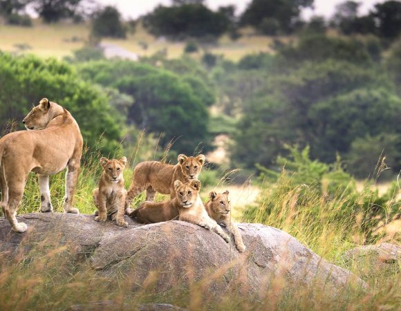 Masai Mara vs Serengeti: Which is Better?