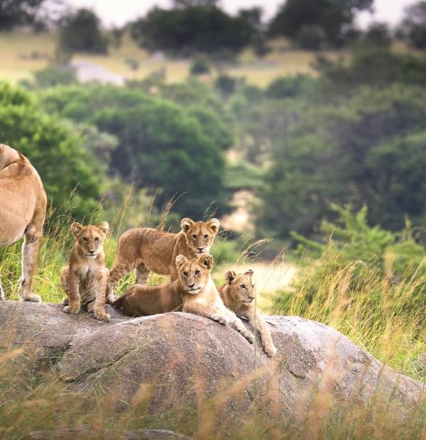 Masai Mara vs Serengeti: Which is Better?