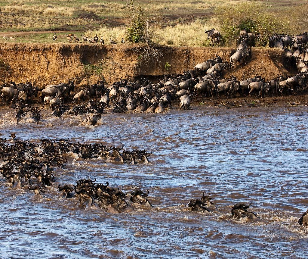 Wildebeest migration in action