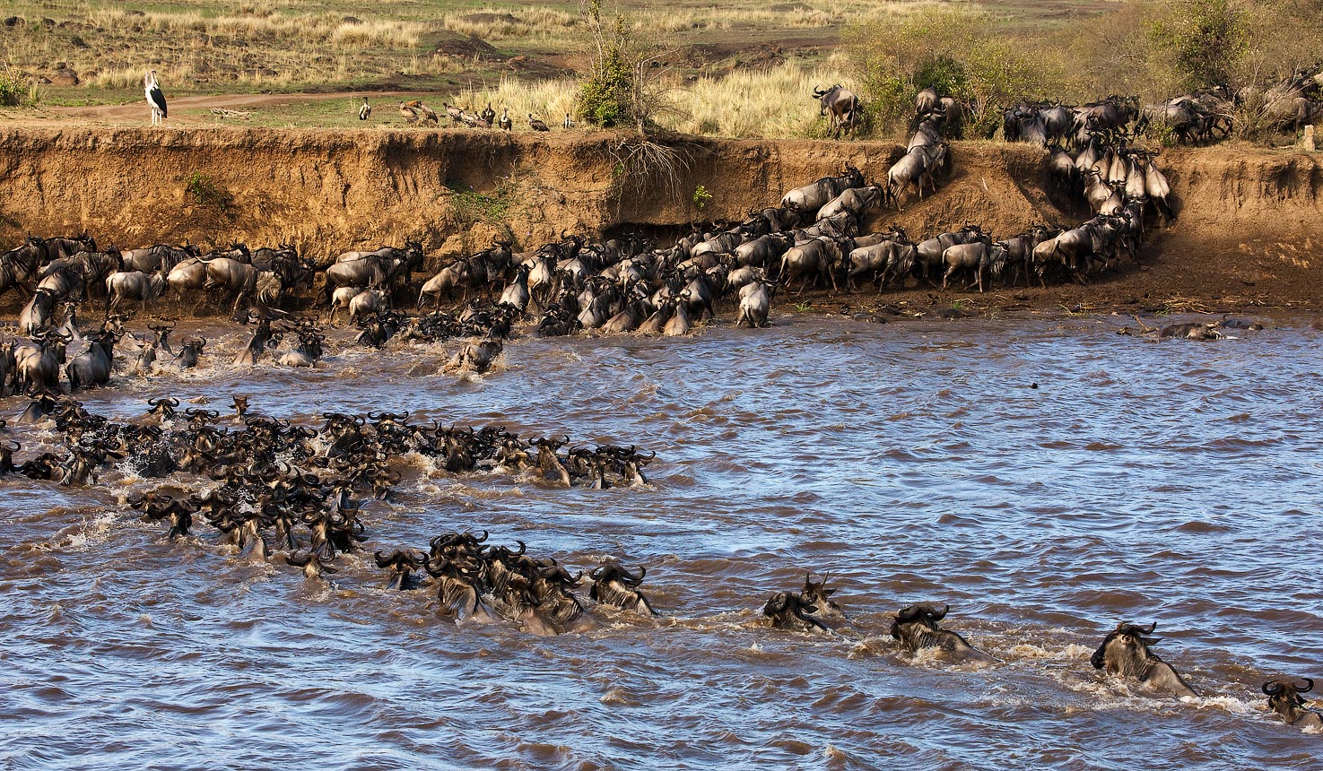 Wildebeest migration in action