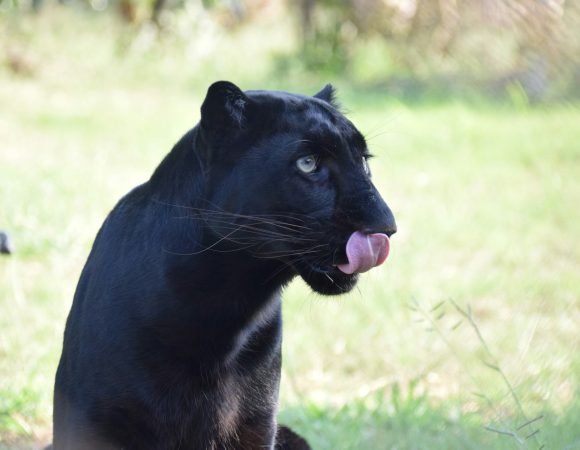 Unmasking Loisaba Wonders: After the Elusive Black Panther