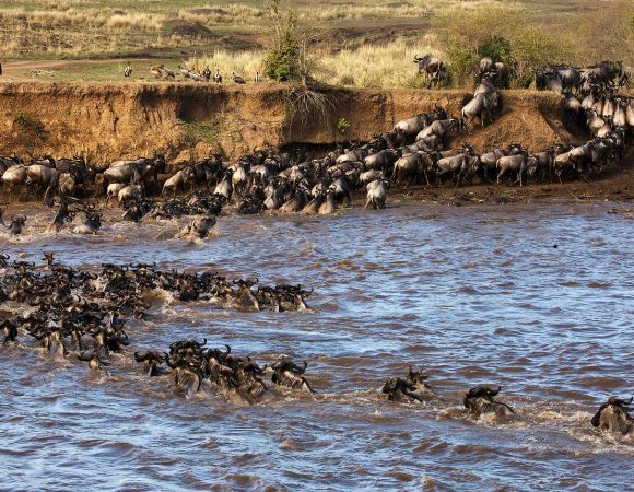 Wildebeest Migration Safari
