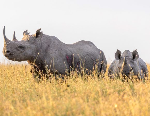 Kenya Signature Luxury Safari