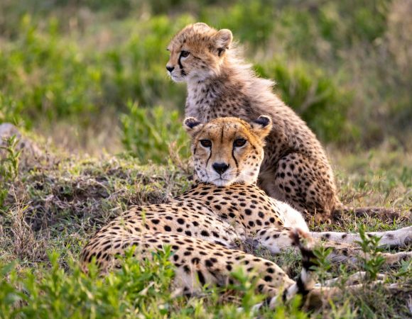 Kenya Luxury Photographic Safari