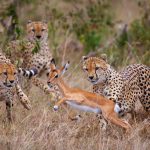 Kenya & Tanzania Family Luxury Safari