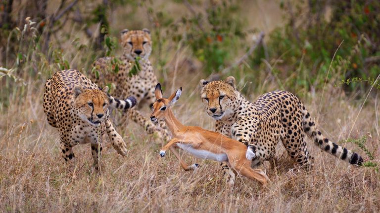 Kenya & Tanzania Family Luxury Safari — African Trails Expeditions
