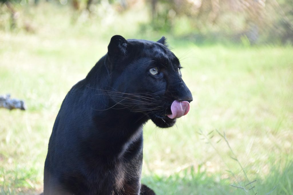 Exclusive Black Panther Safari