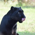 Exclusive Black Panther Safari