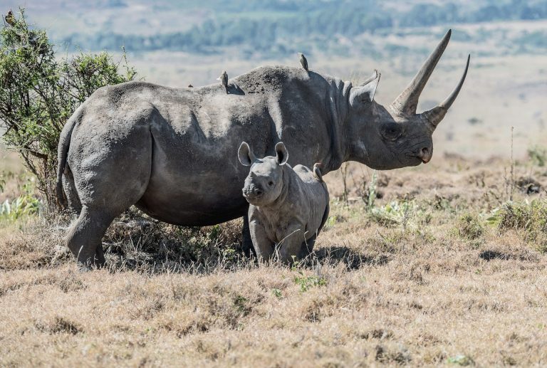 Kenya Classic Luxury Safari — African Trails Expeditions