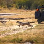 Amboseli and Maasai Mara by Flight