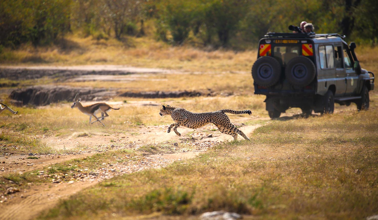 7 Days Amboseli and Maasai Mara Safari by flight.Game drive in Maasai Mara.