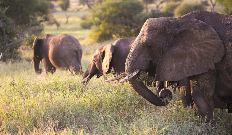 Safari in Tanzania