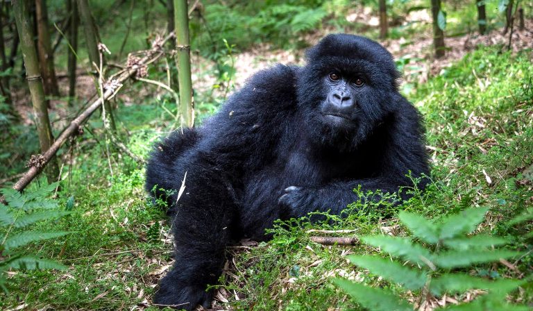 Safari in Rwanda