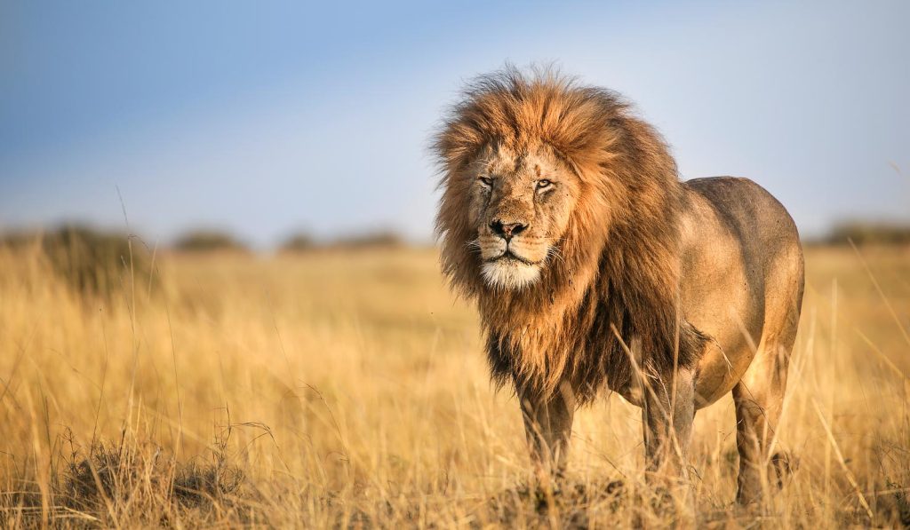 Mahali Mzuri Luxury Safari