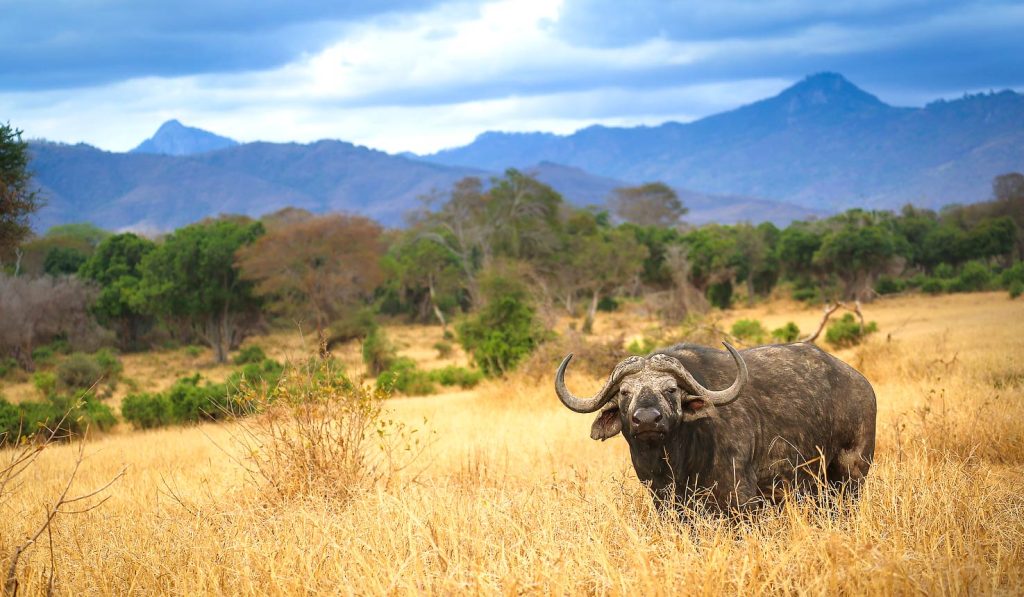 Discover Kenya Safari