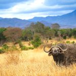 Discover Kenya Safari