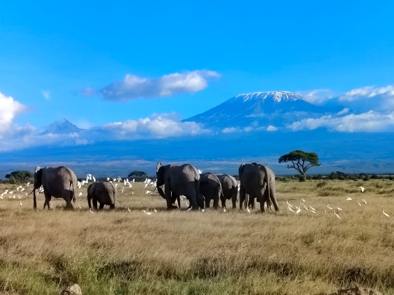 Amboseli