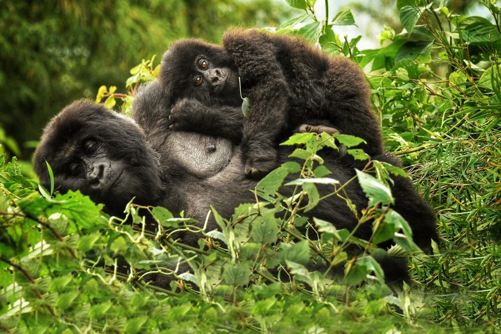 Rwanda Gorilla Trekking Safari