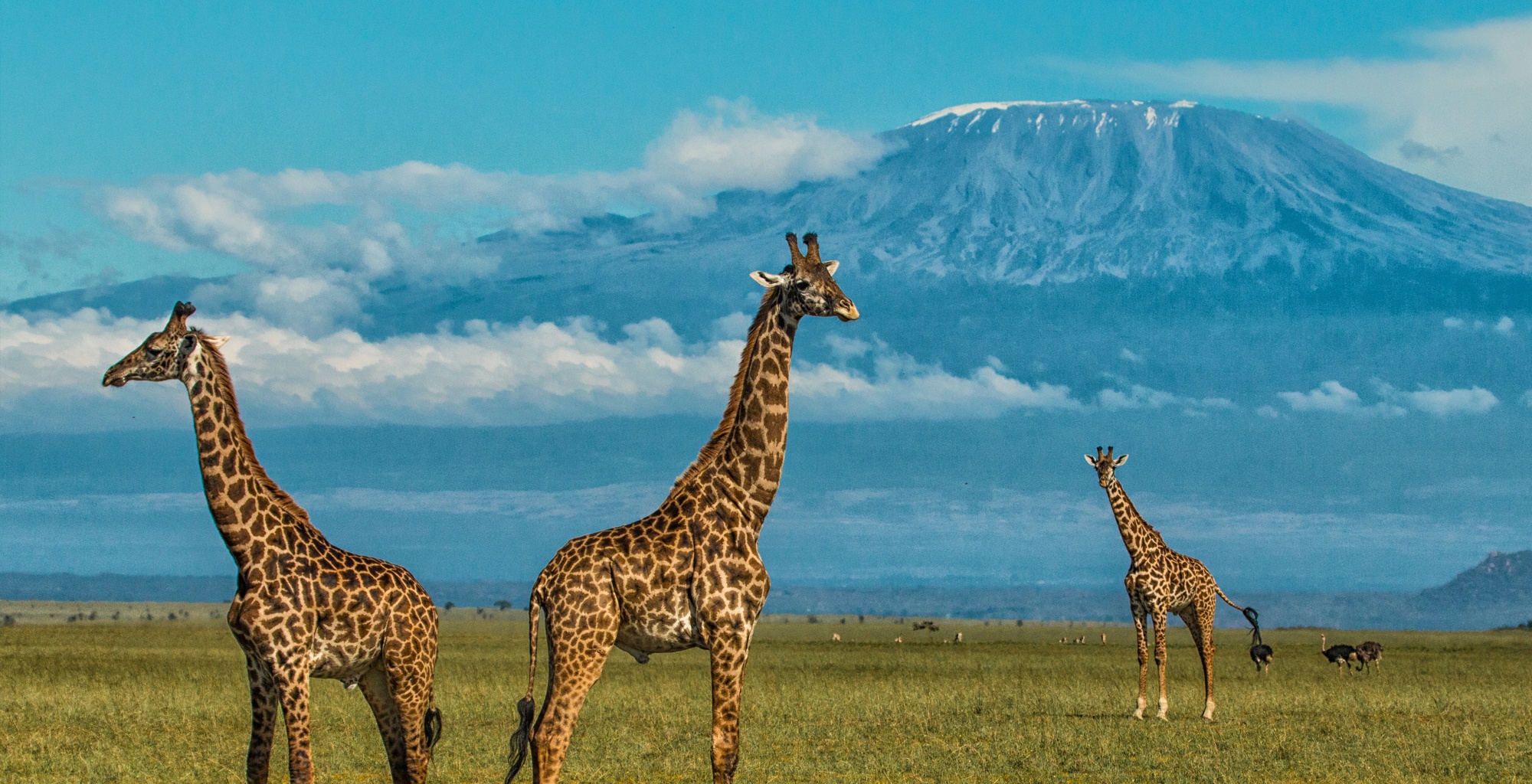 Kilimanjaro Photography Safaris