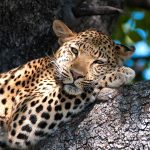 Serena Experiences By Flight