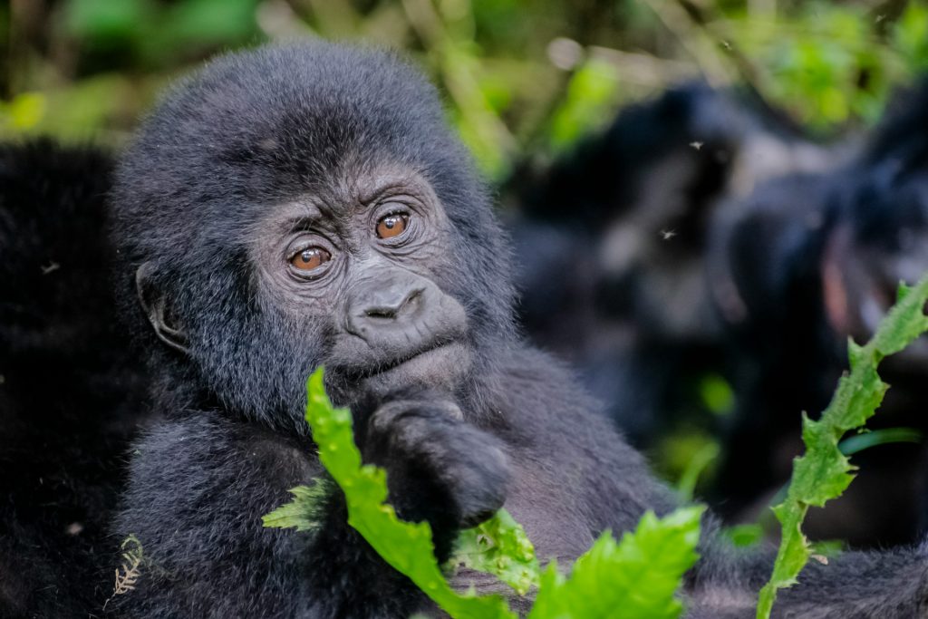 Rwanda Gorilla Trekking Escape