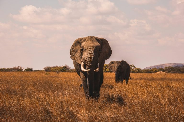 Exclusive Luxury Safari & Beach Experience — African Trails Expeditions