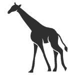Reticulated Giraffe
