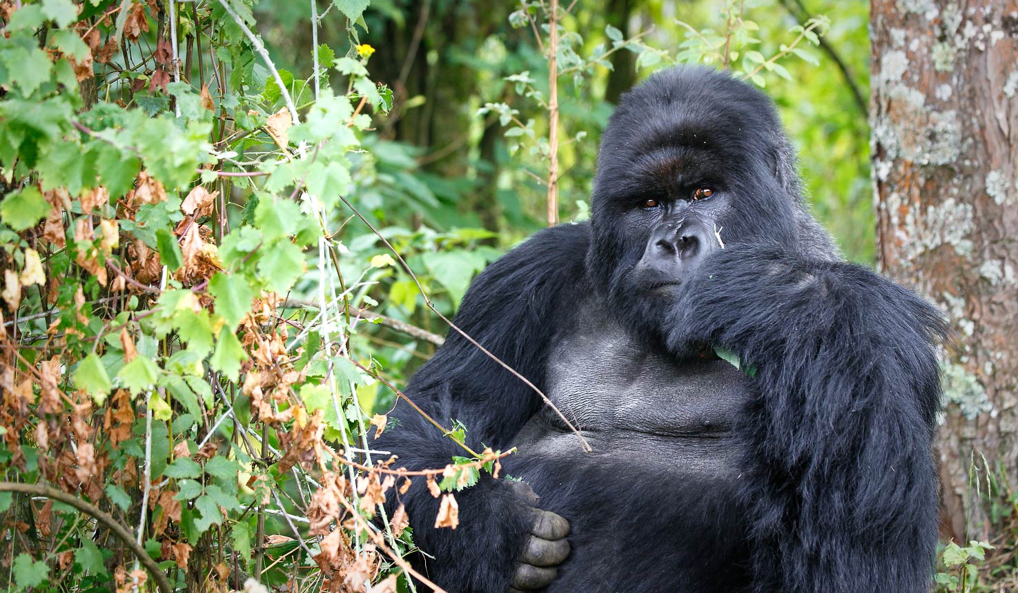 Encounters with Mountain Gorillas