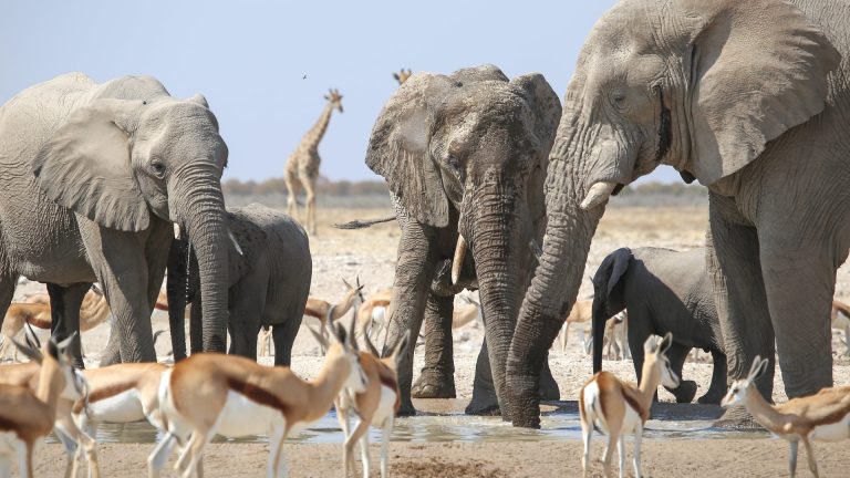 Safari in Namibia