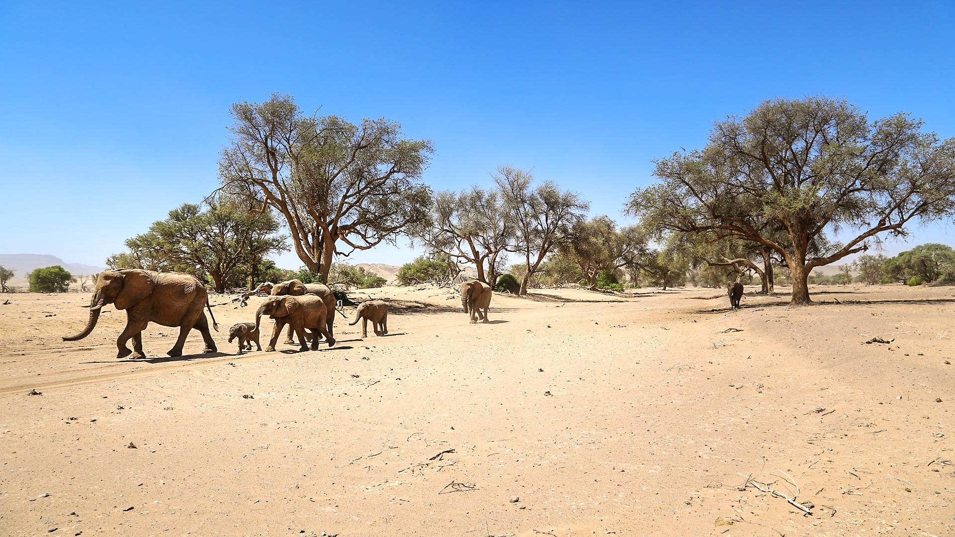 Track Desert-Adapted Wildlife
