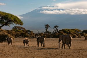 3 days Amboseli Elephant Encounters Trip