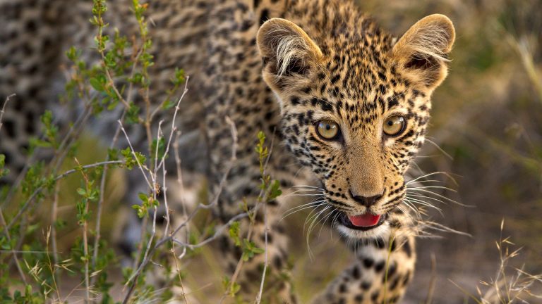 Safari in Kenya