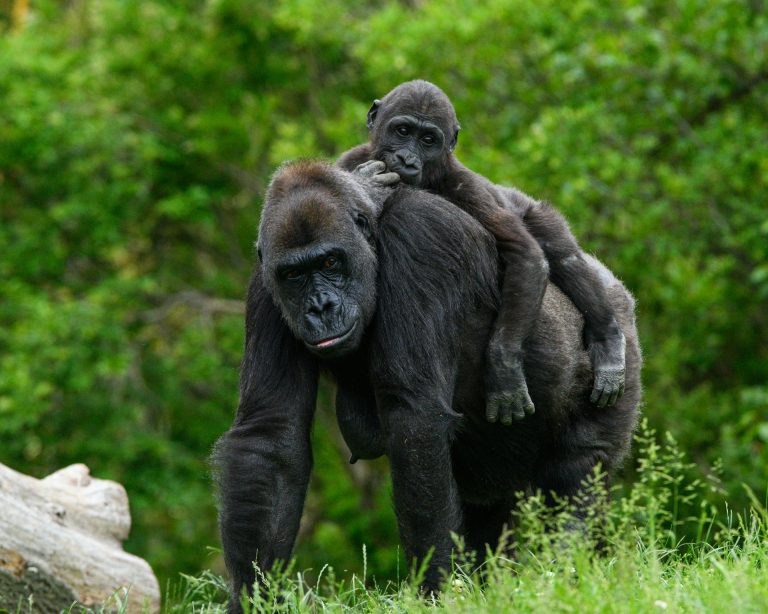 Rwanda Gorilla Trekking Luxury Experience safari