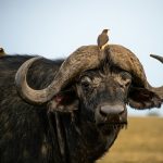 9-Day Experience Kenya Safari