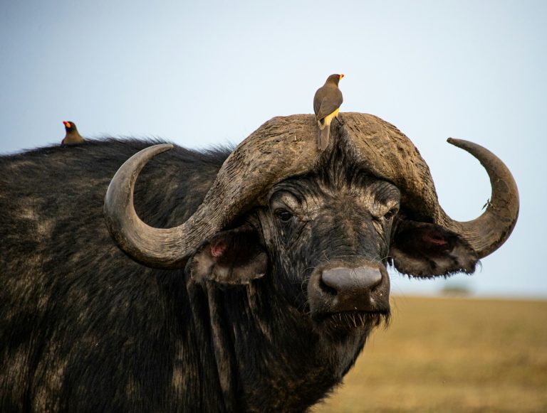 The African Big Five