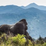 Rwanda Gorilla Trekking Express