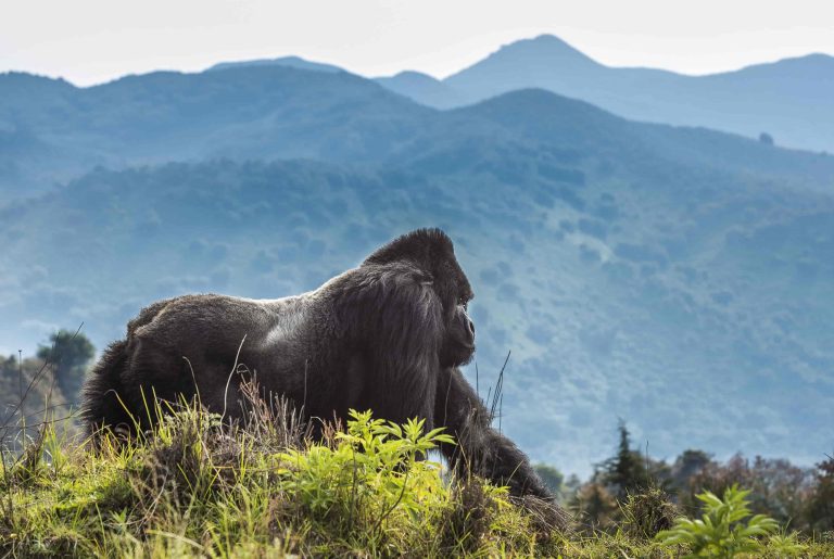 Express Gorilla Trekking in Rwanda safari