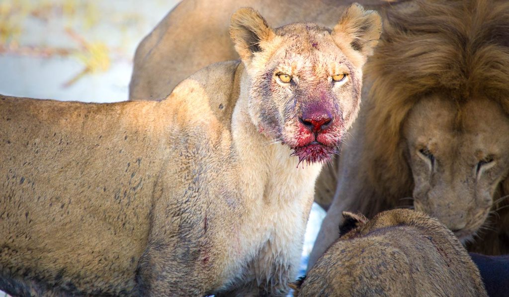 Kenya Authentic Luxury Safari