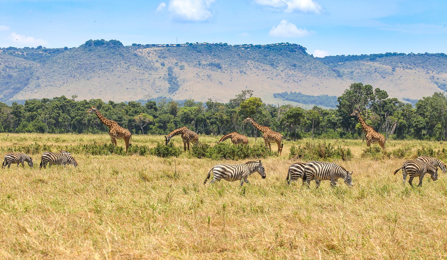 Angama Mara - image 6