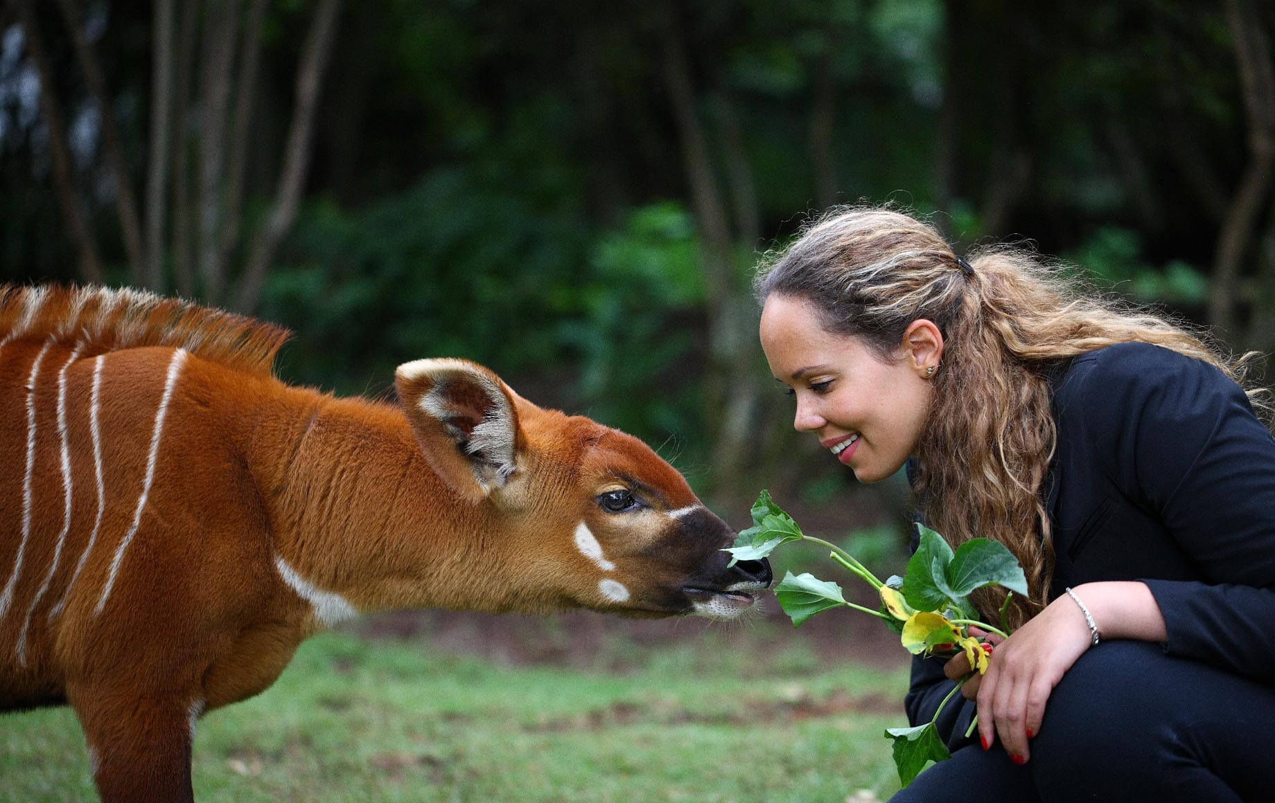 Eco-safari and Wildlife Conservancy Drives