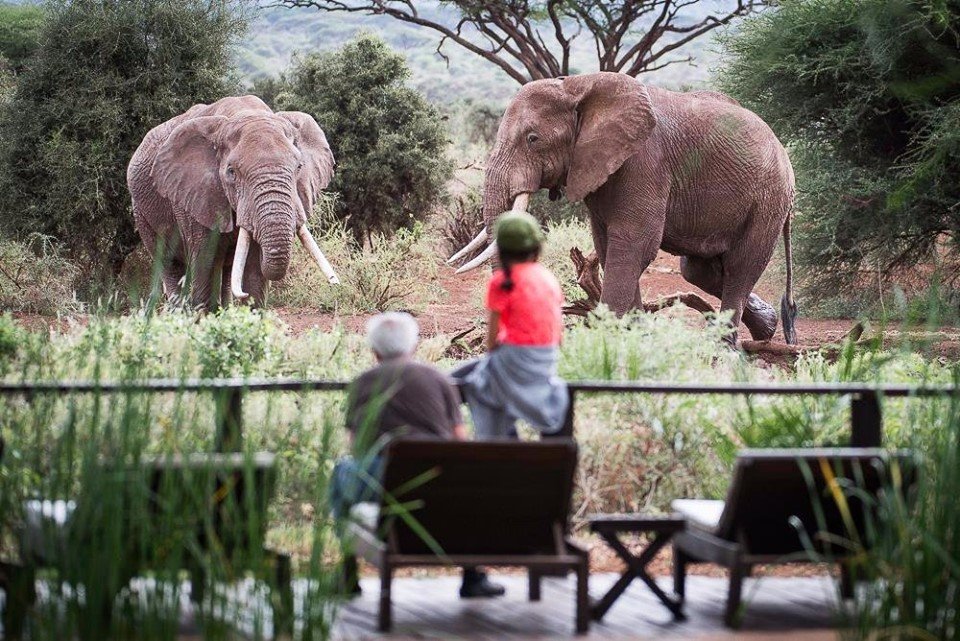 Waterhole Wildlife Viewing